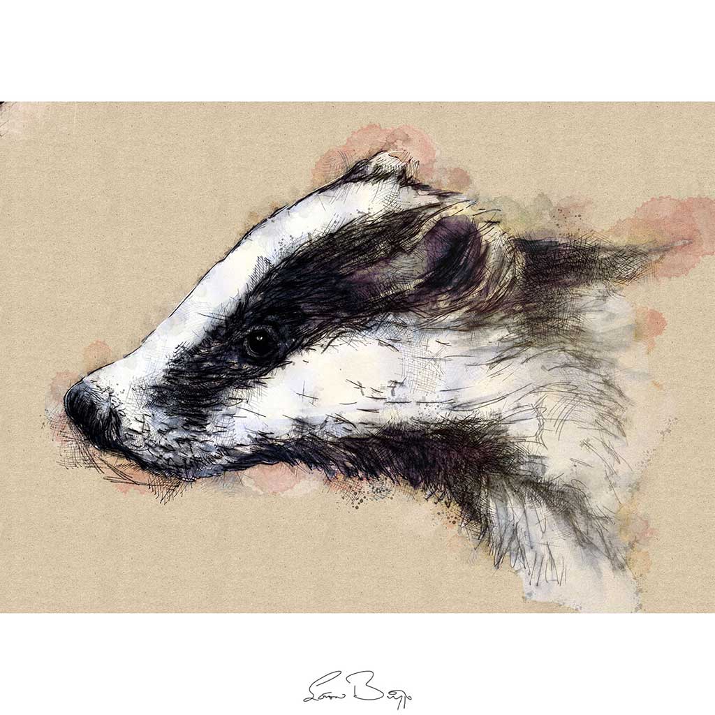European badger