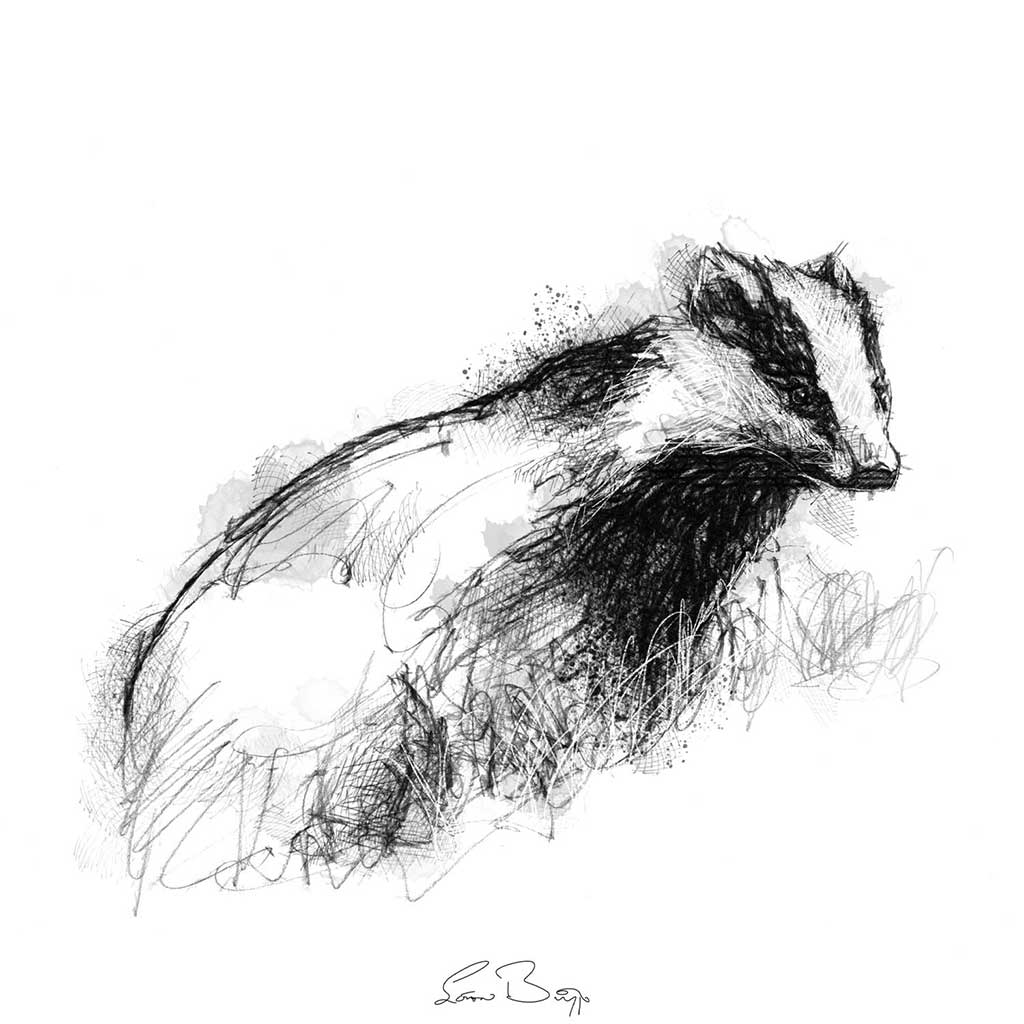 European badger