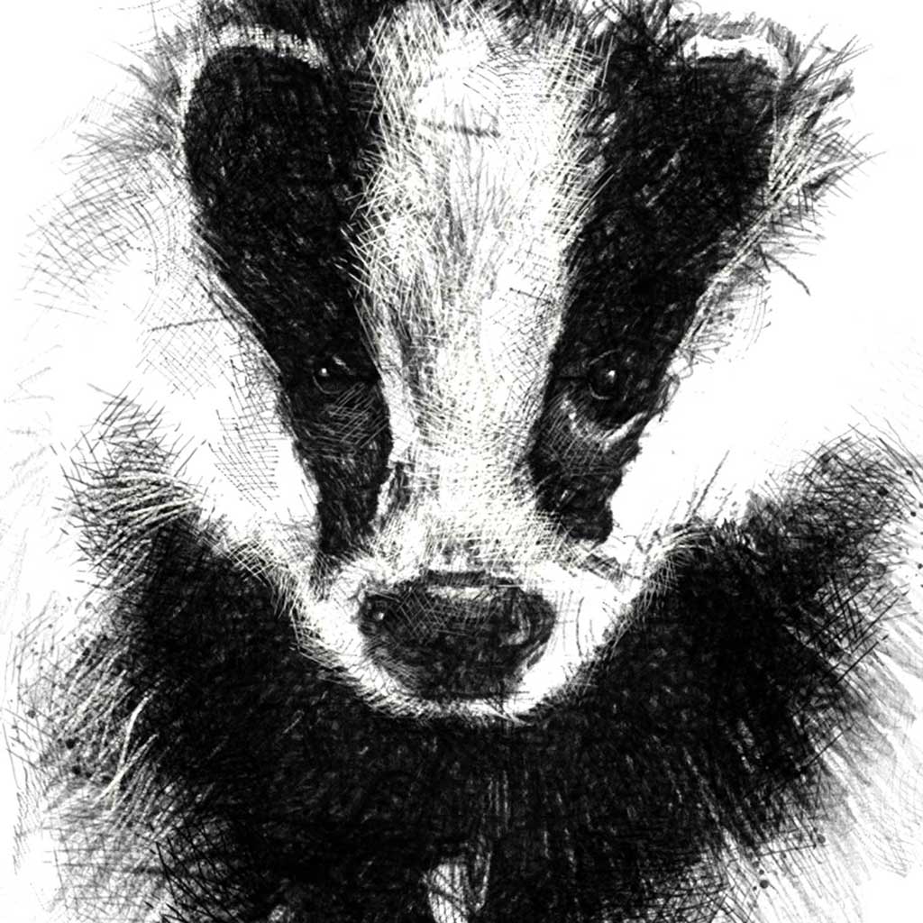 British badger