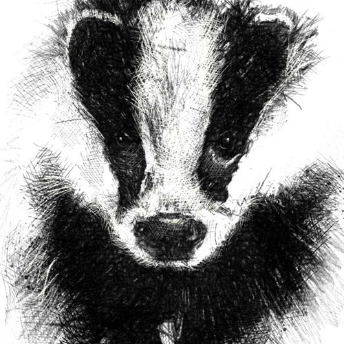 British badger