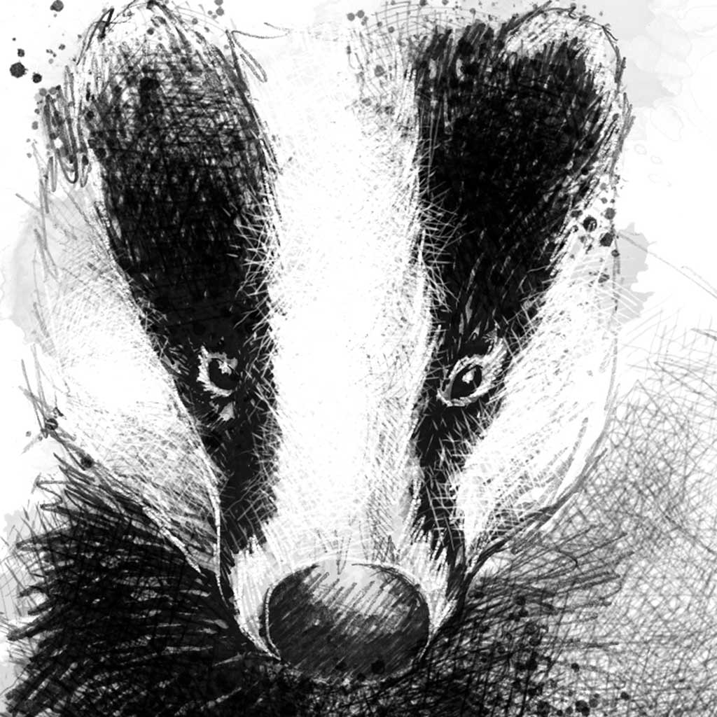 Badger stroll