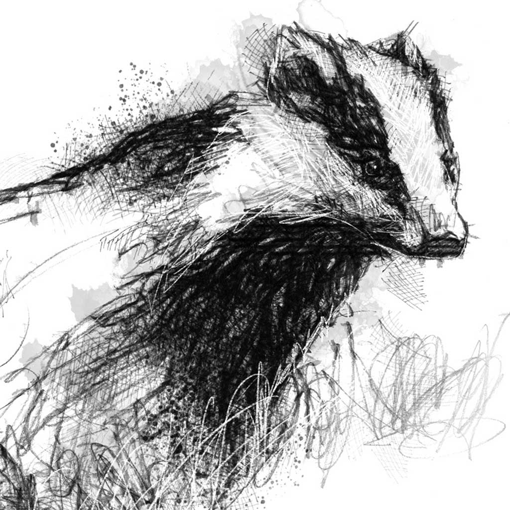 European badger