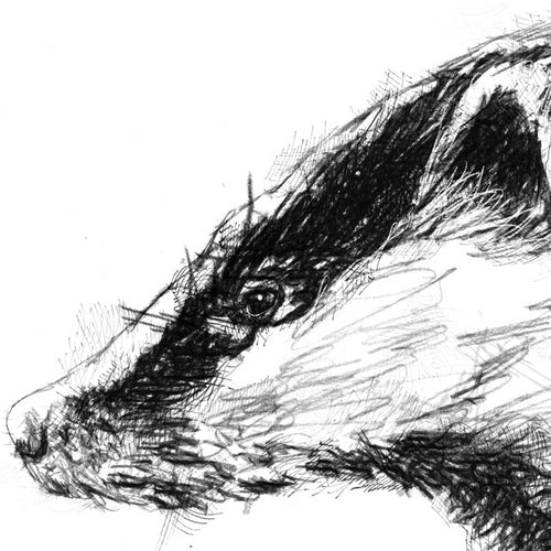 British badger