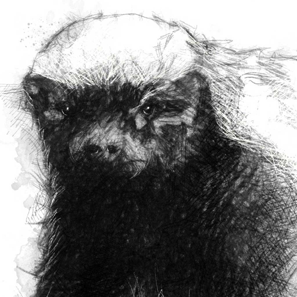 Honey badger