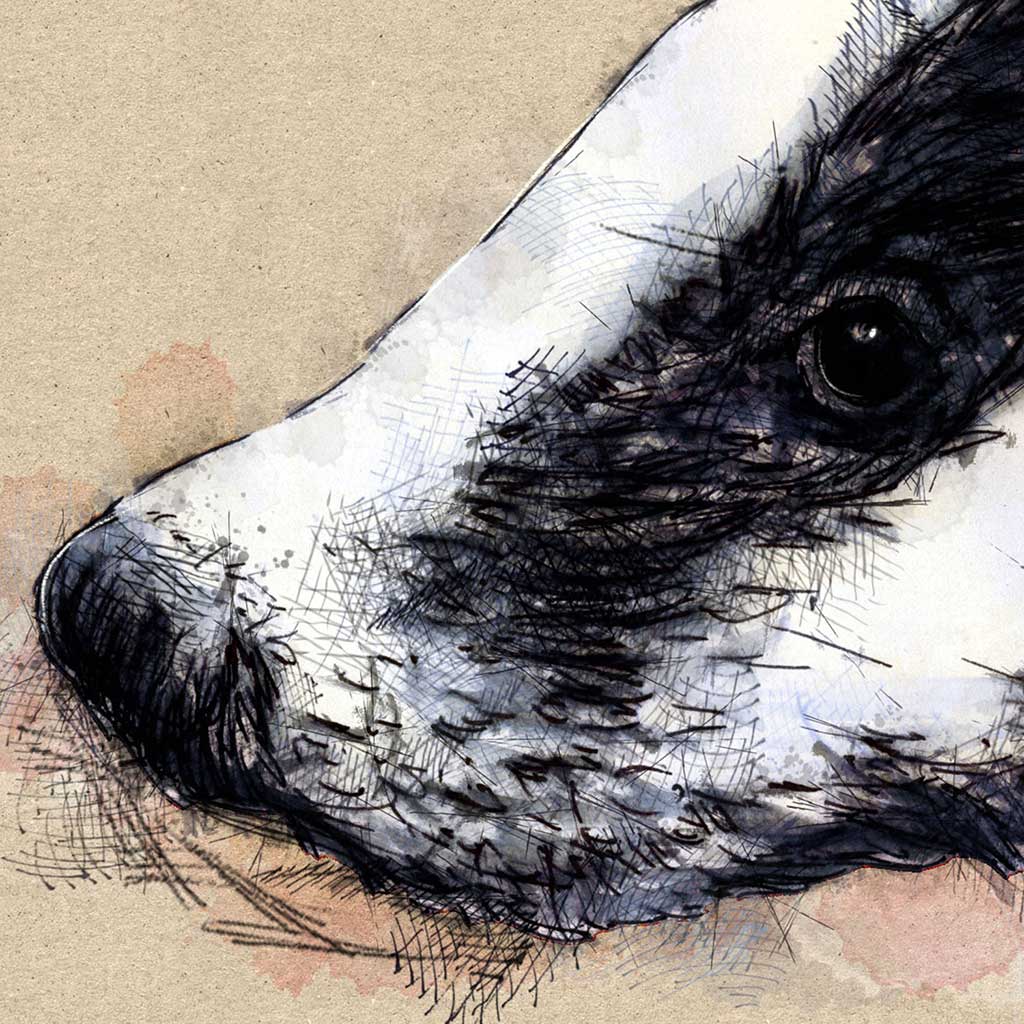 European badger
