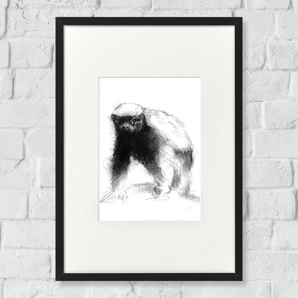 Honey badger