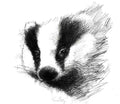 Badger