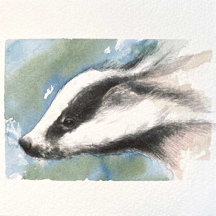 Badger original mini sketch