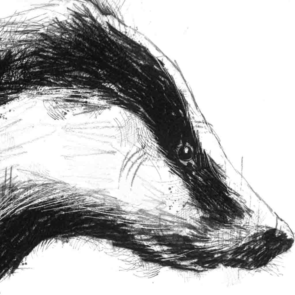 Badger head