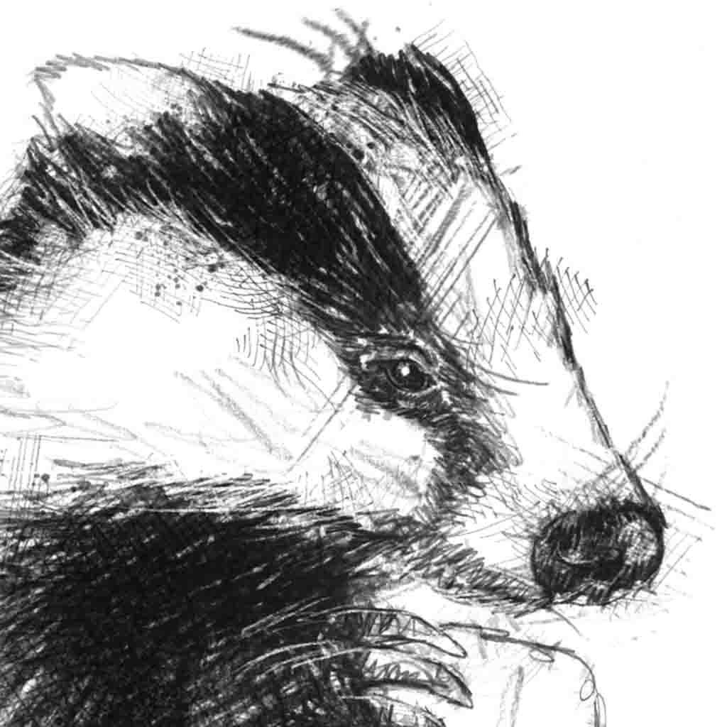 Badger upright