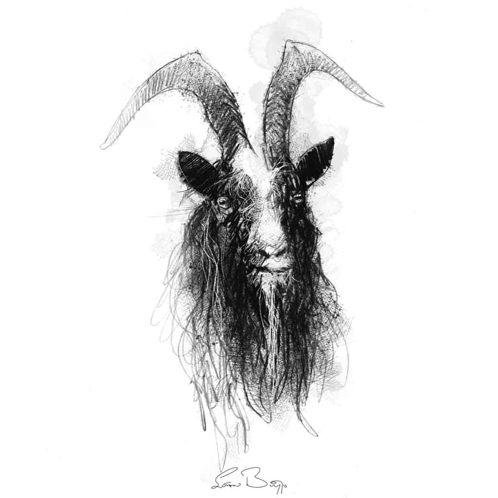 Baggot goat sketch