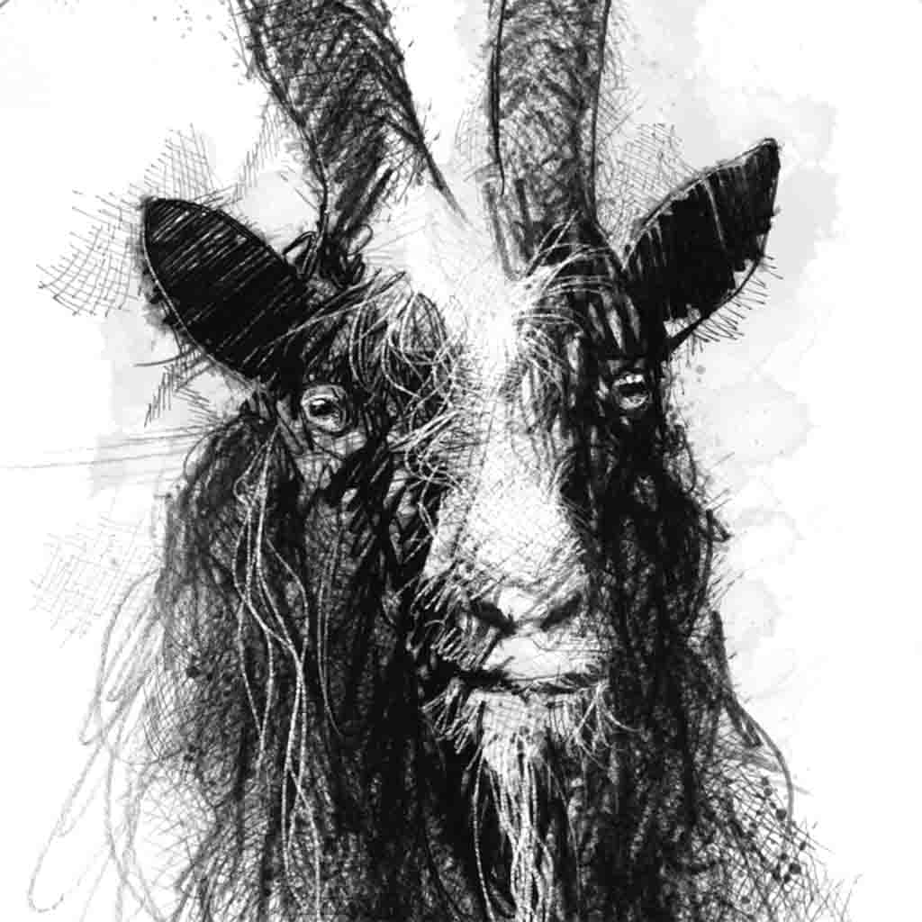 Baggot goat sketch
