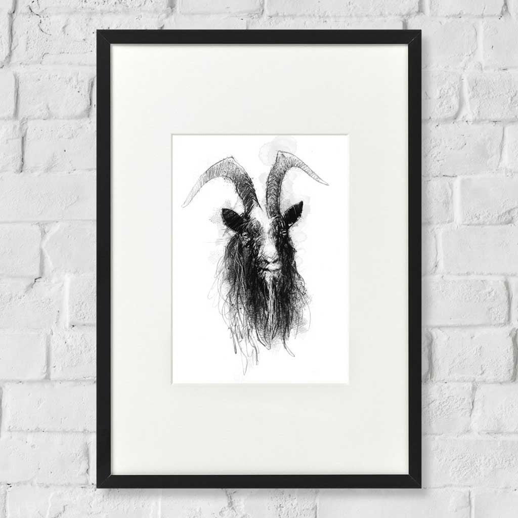 Baggot goat sketch