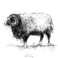 Balwen sheep
