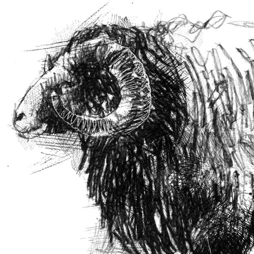 Boreray sheep