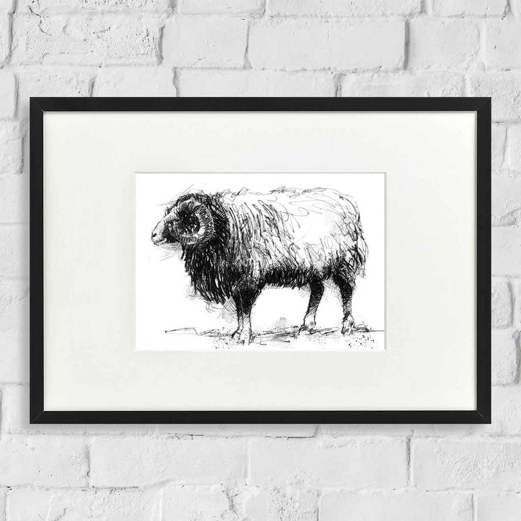 Balwen sheep