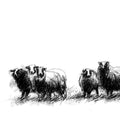 Balwen Welsh mountain sheep
