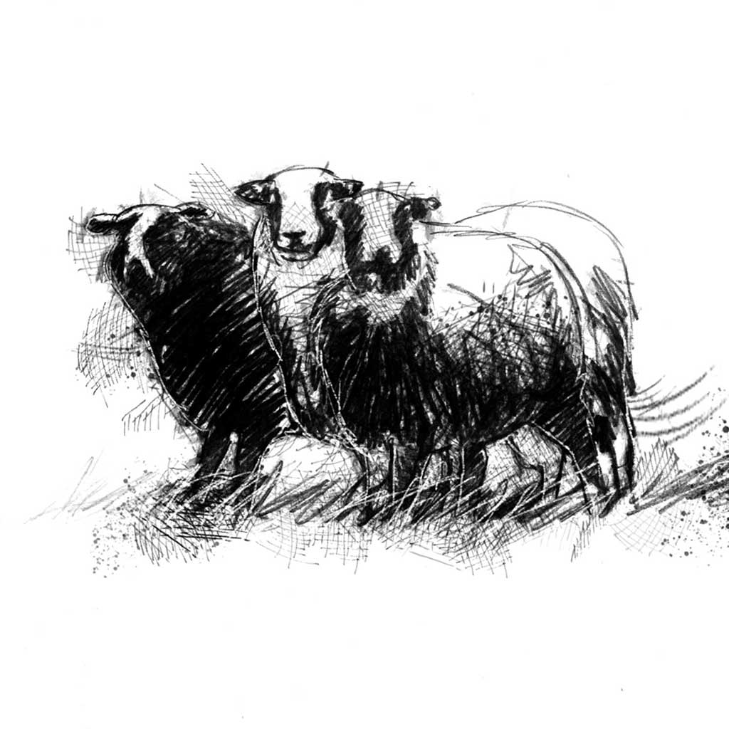Balwen Welsh mountain sheep