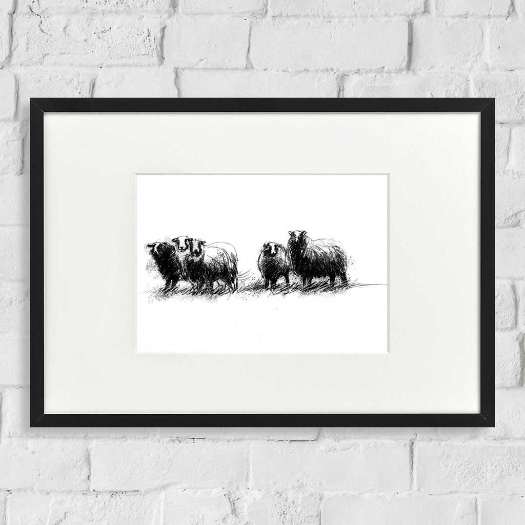 Balwen Welsh mountain sheep