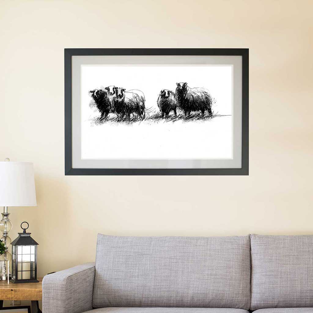 Balwen Welsh mountain sheep