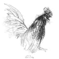 Bantom cock
