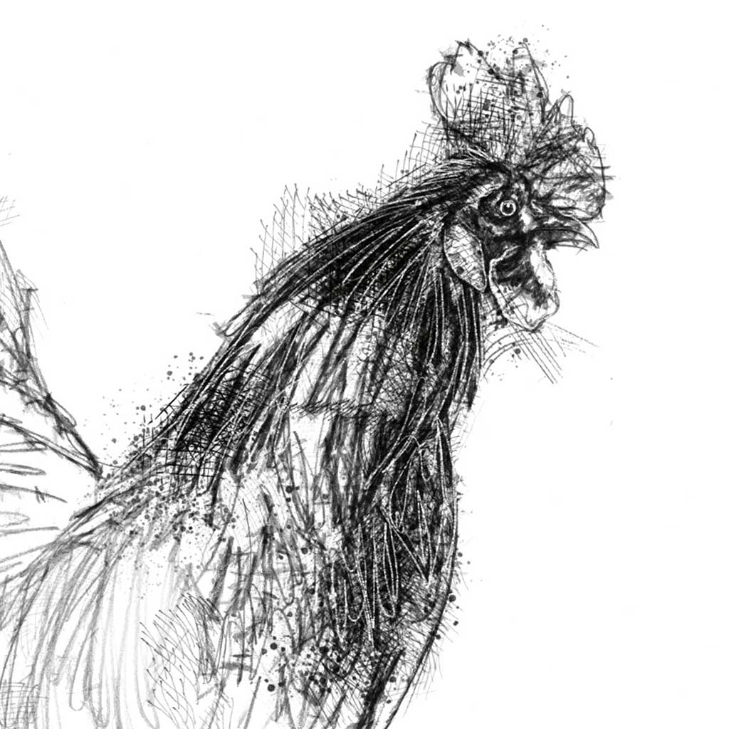 Bantom cock