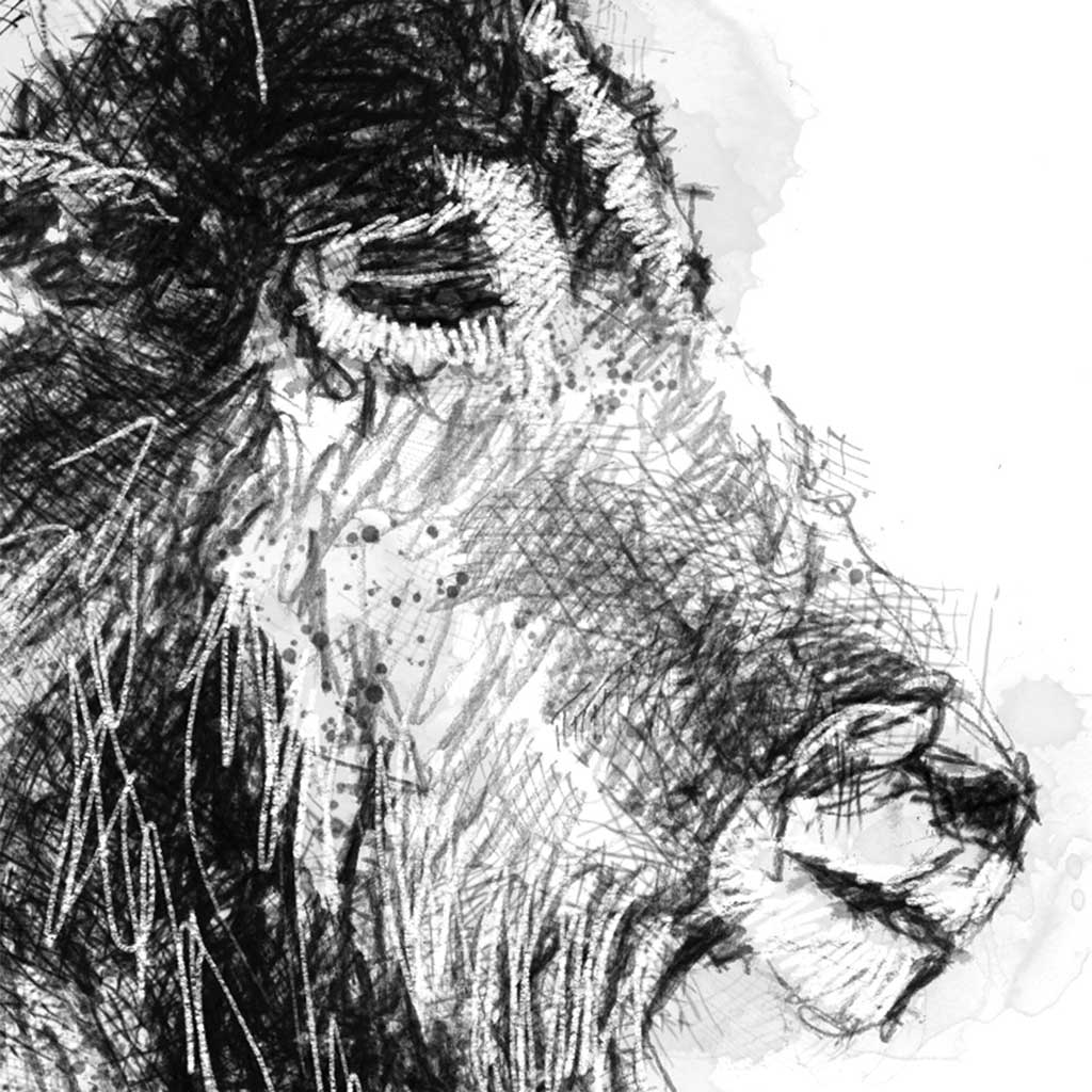 Barnaby goat
