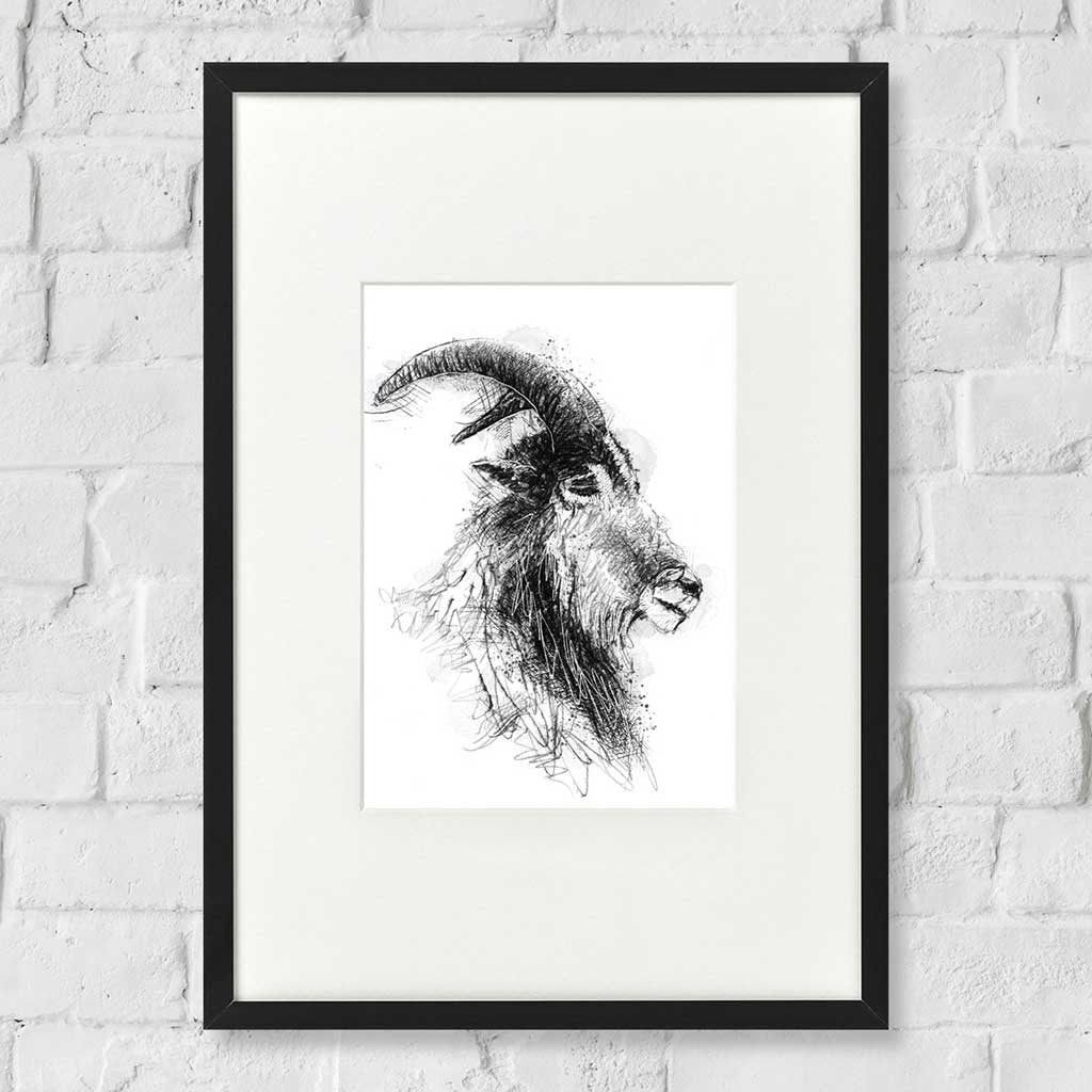 Barnaby goat