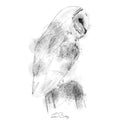 Barn owl