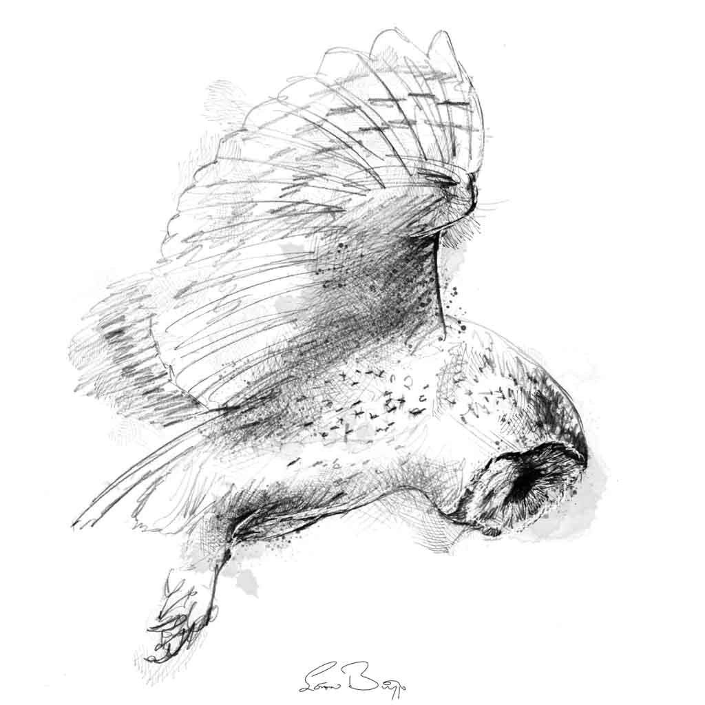 Barn owl hover