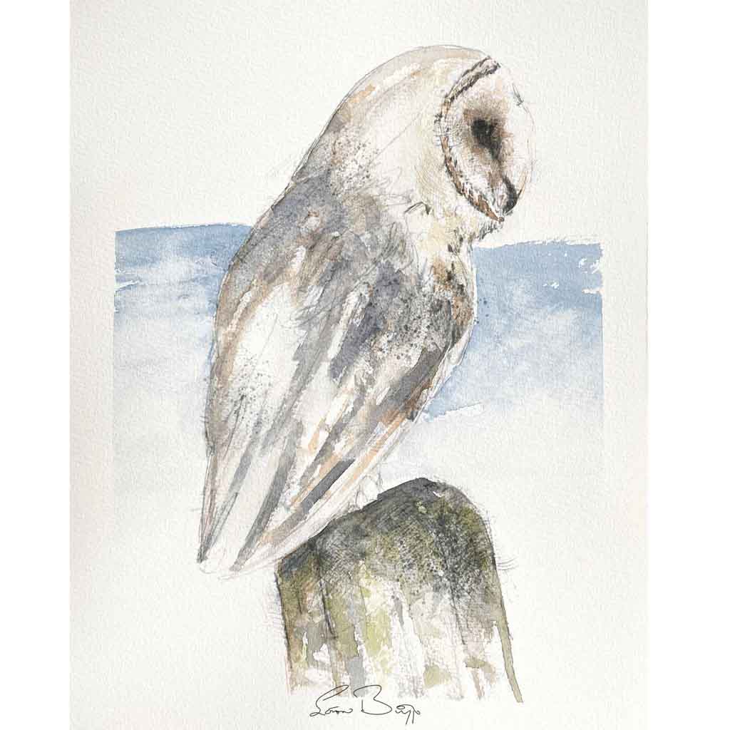 Barn owl sketch