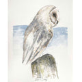 Barn owl sketch