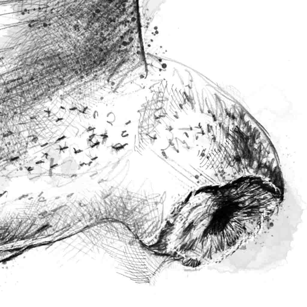 Barn owl hover