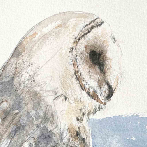 Barn owl sketch