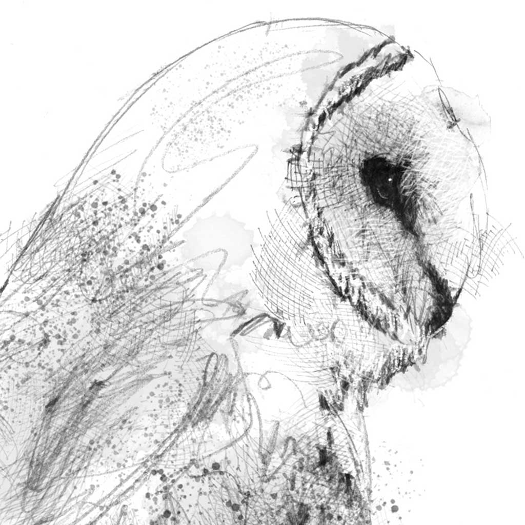 Barn owl
