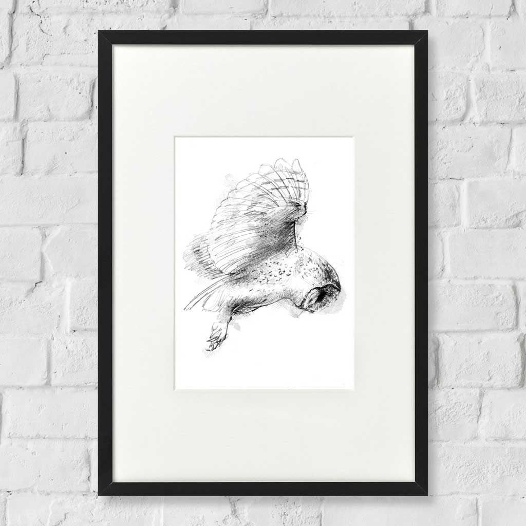 Barn owl hover