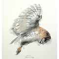 Barn owl watercolour sketch
