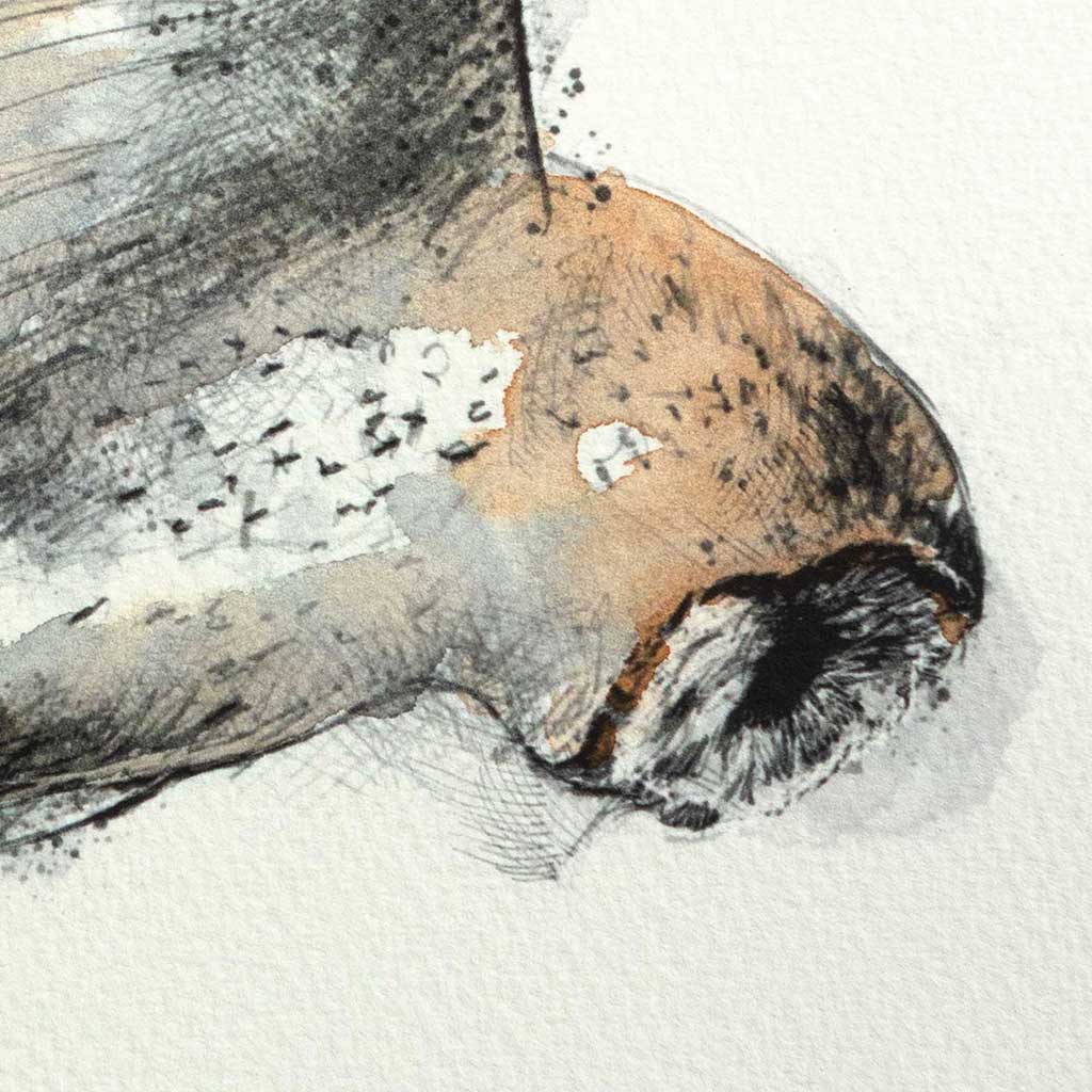 Barn owl watercolour sketch