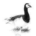 Barnacle goose