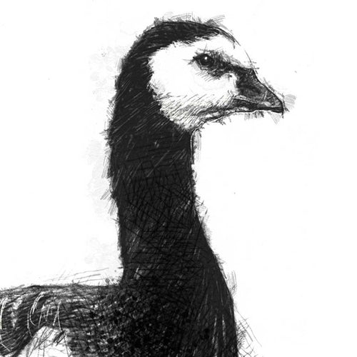 Barnacle goose