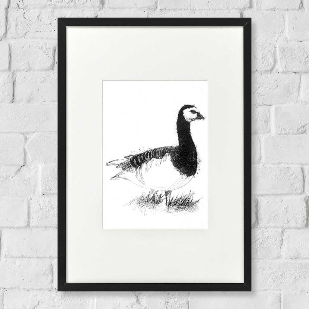Barnacle goose