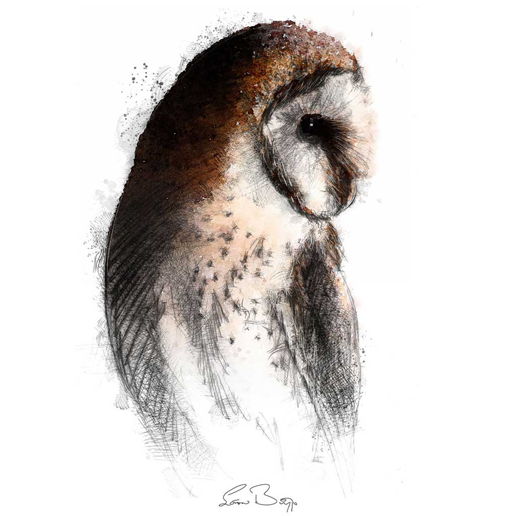 Barn owl colour