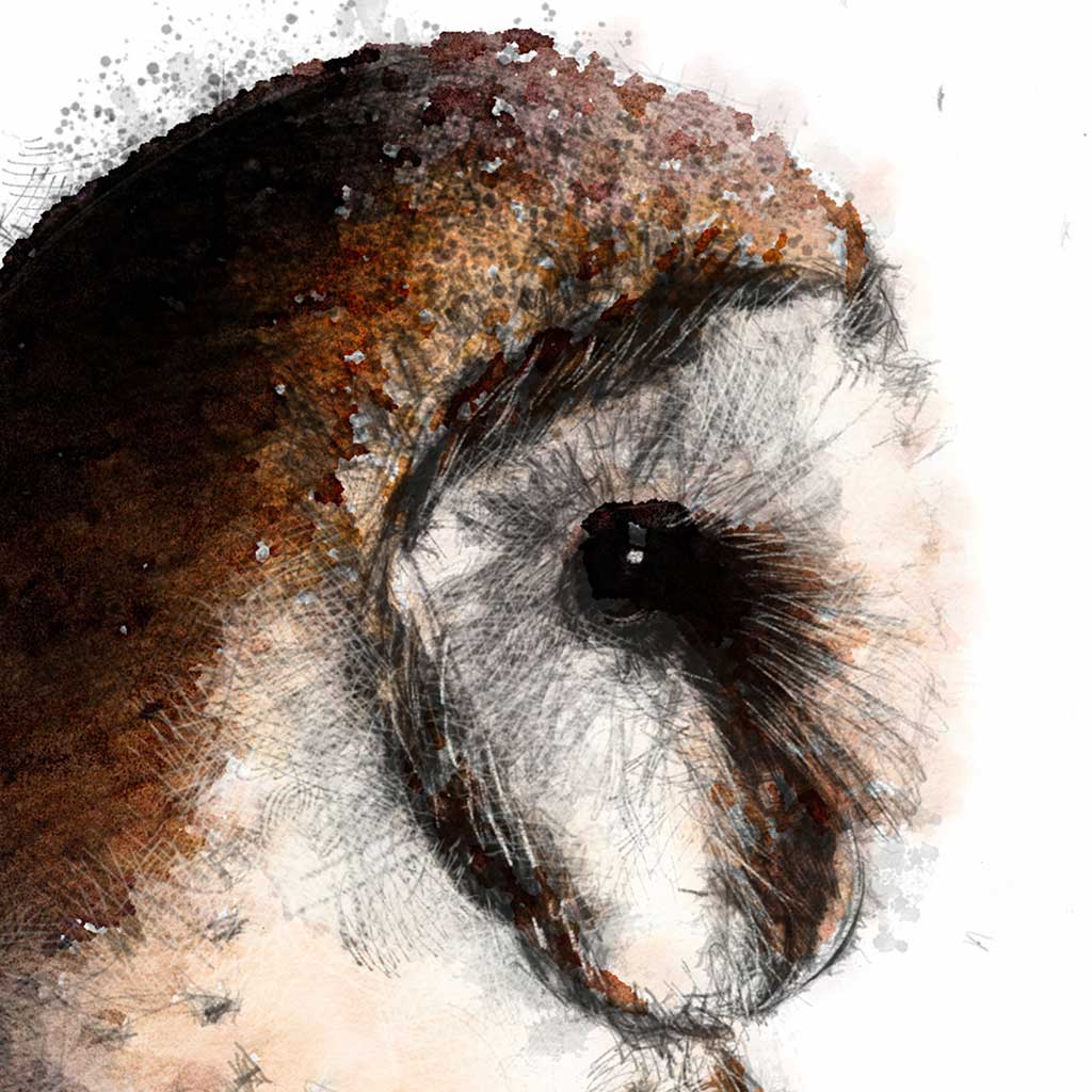Barn owl colour