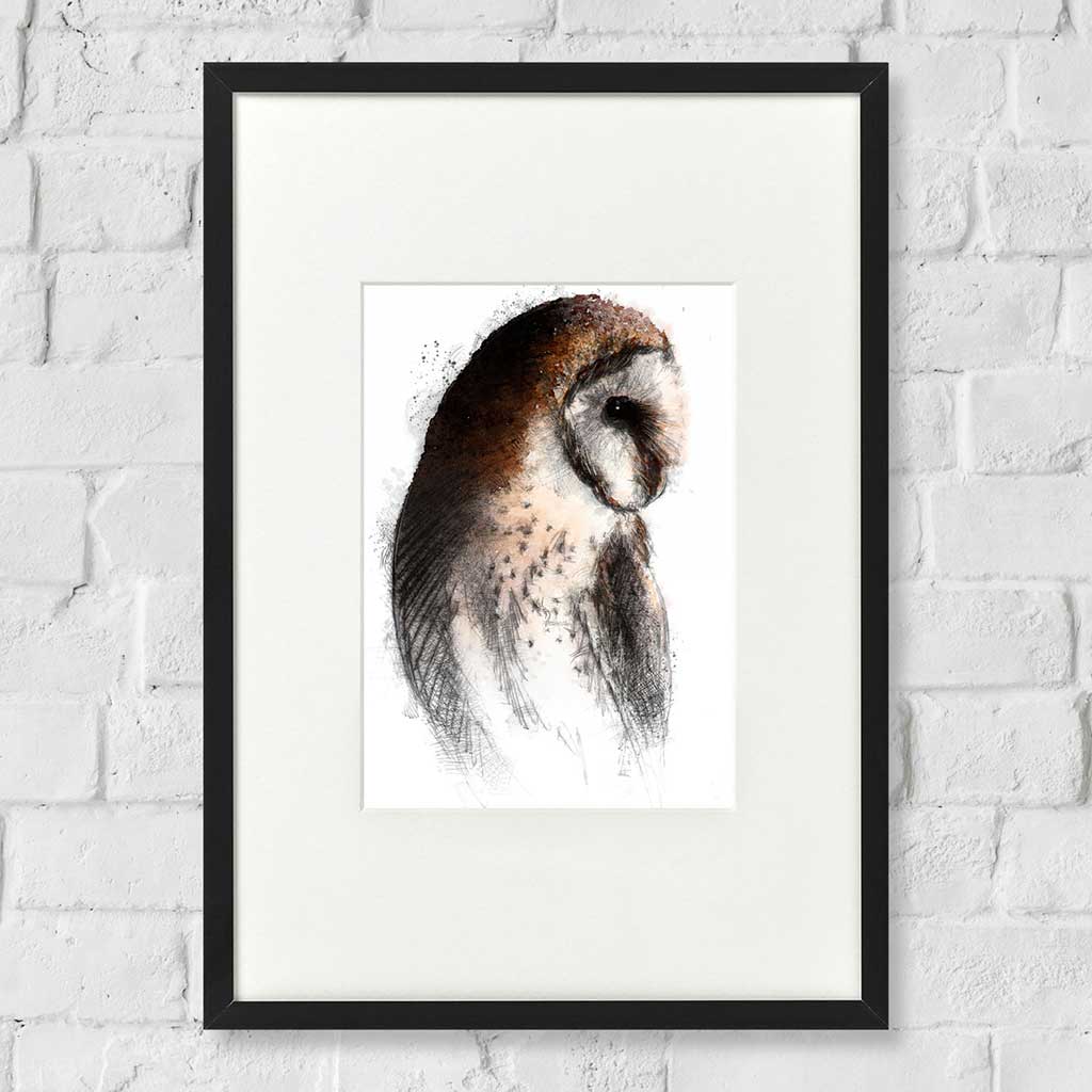 Barn owl colour