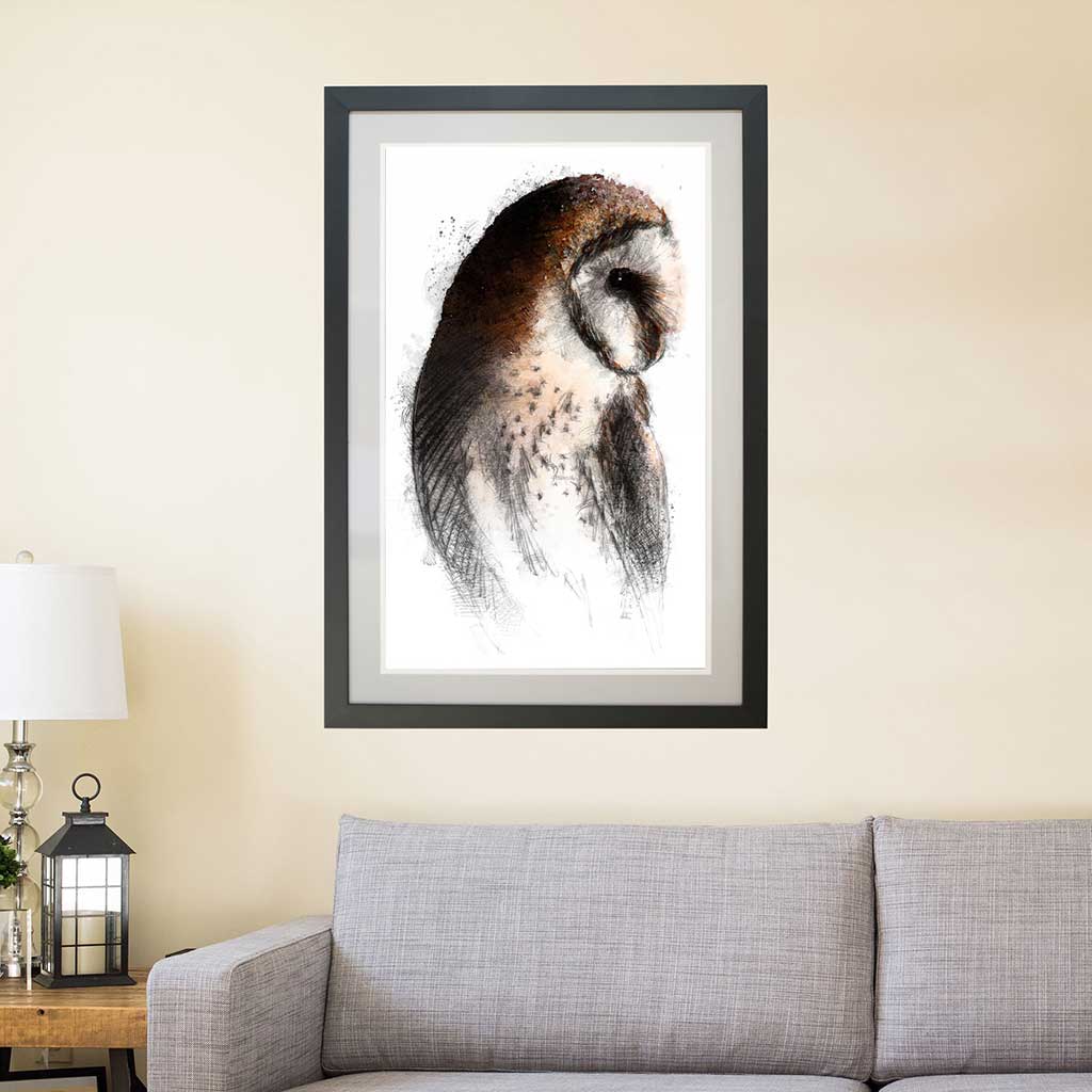 Barn owl colour