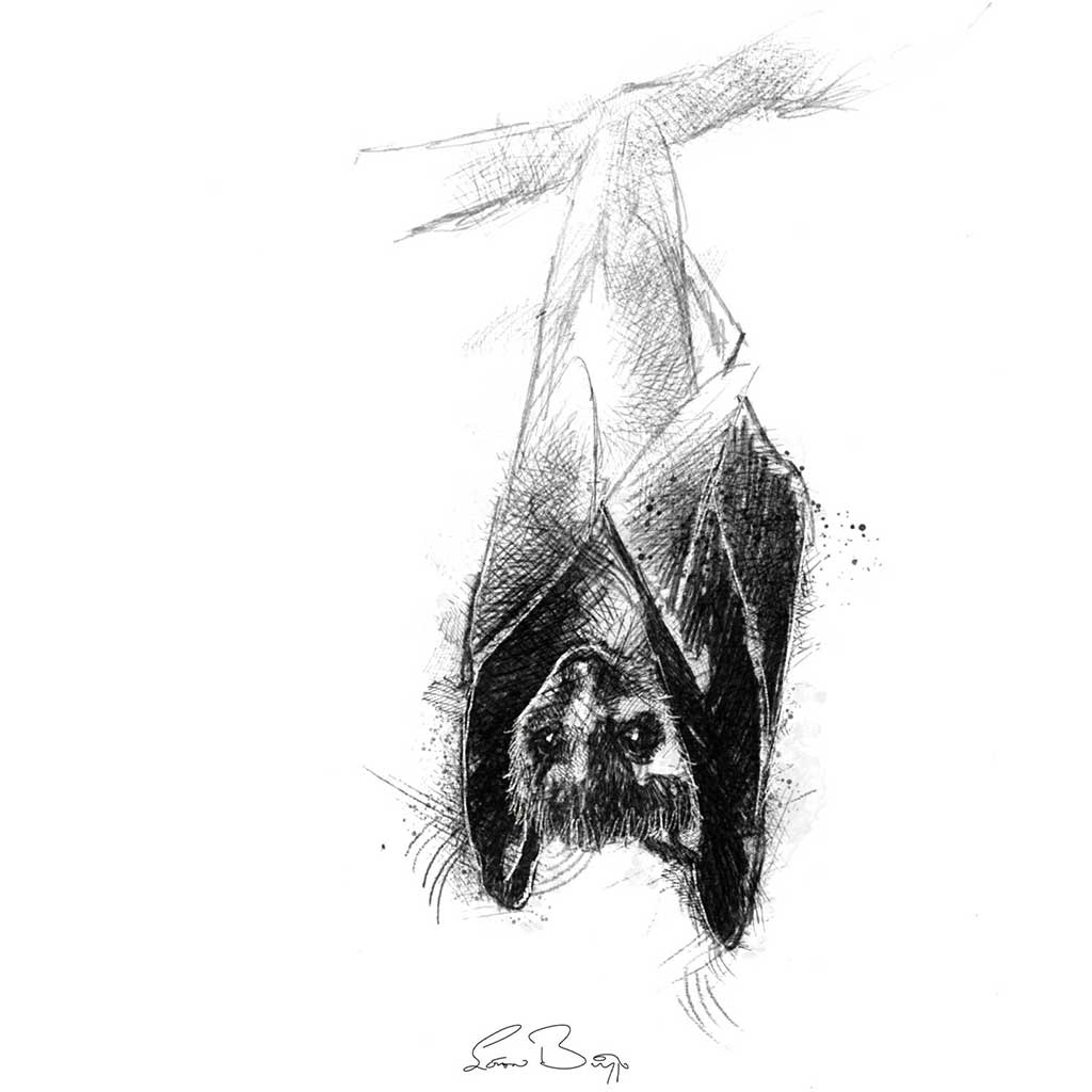 Bat