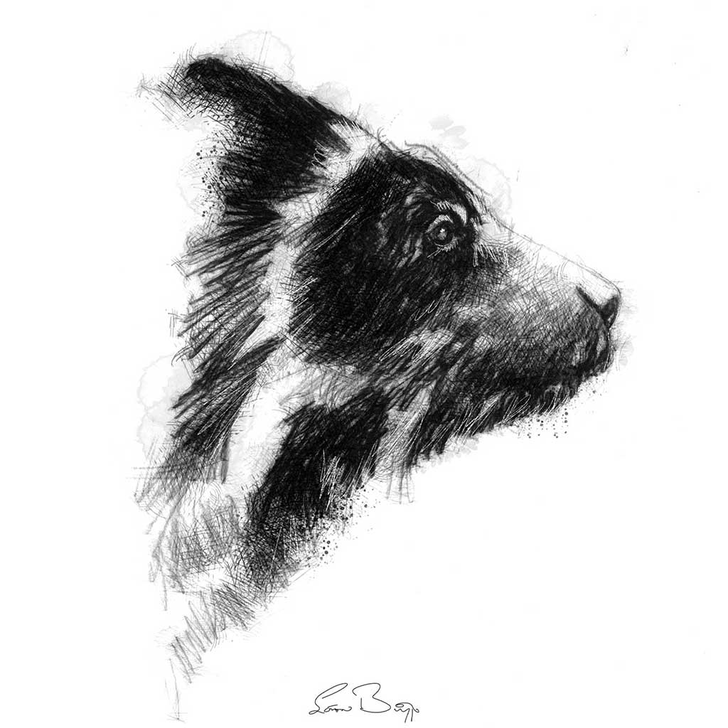 Spectacled bear