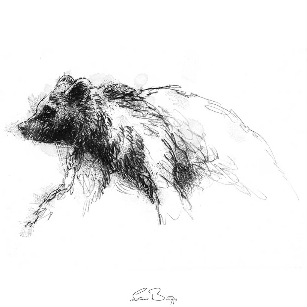 Brown bear