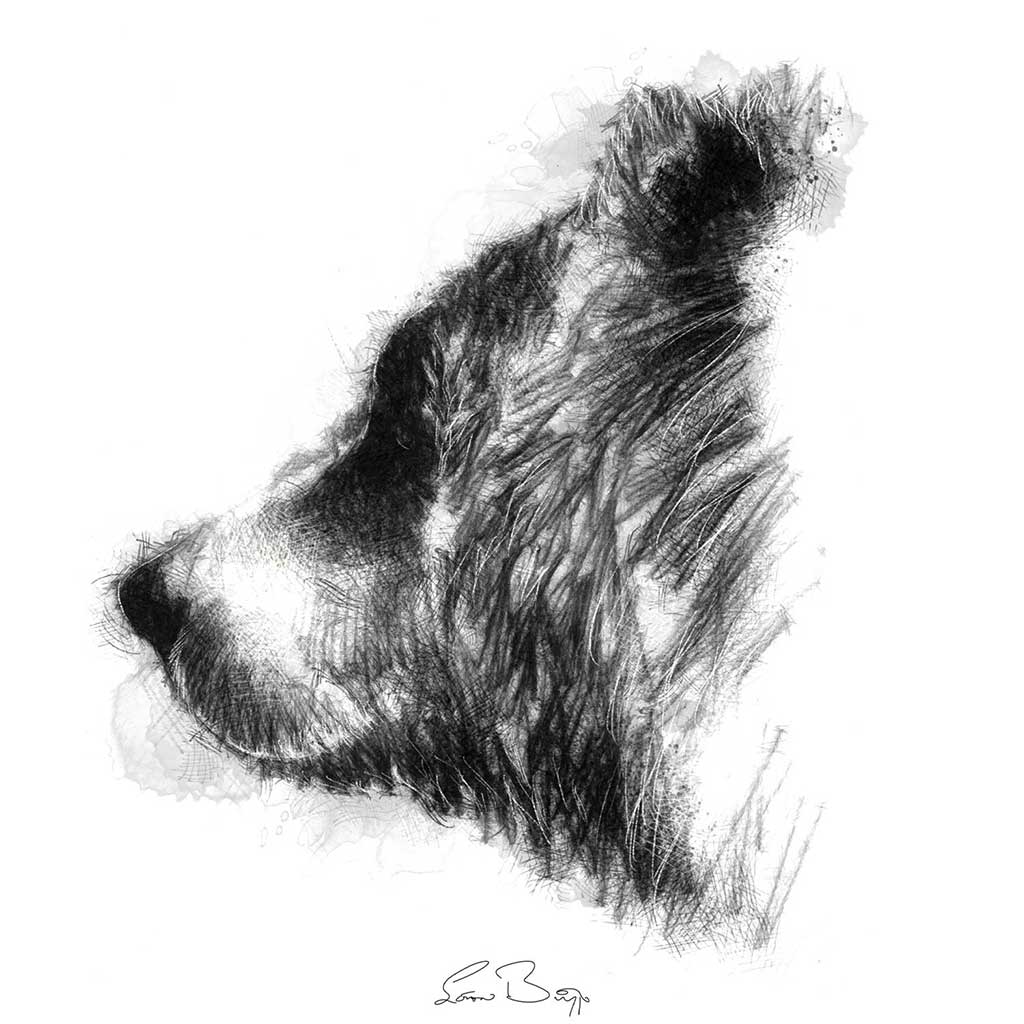 Brown bear