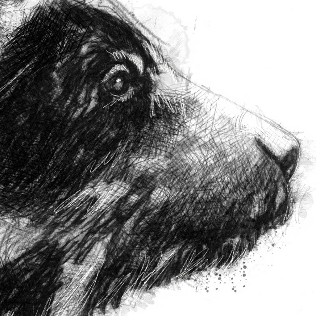Spectacled bear